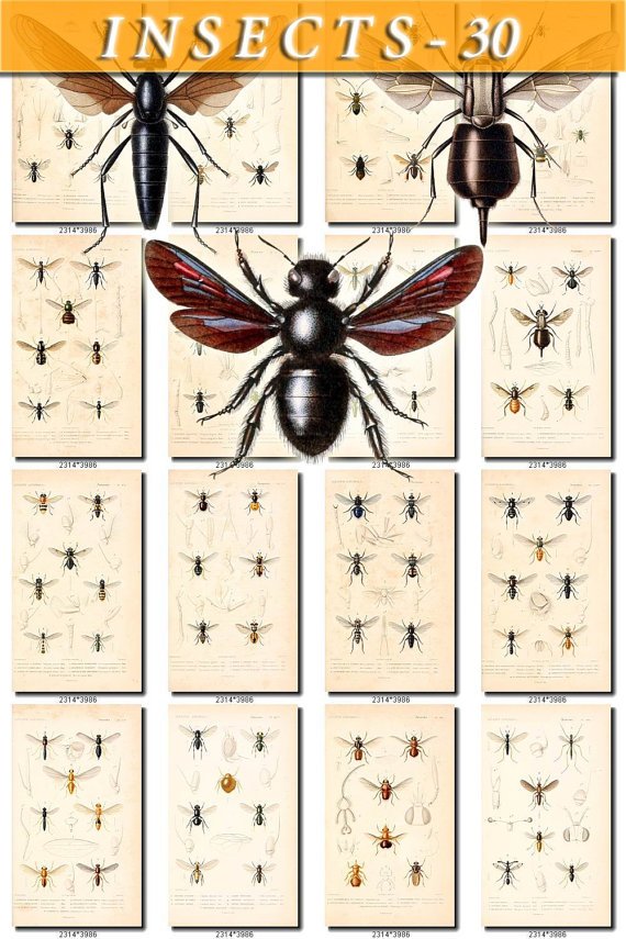 INSECTS-30 151 vintage print