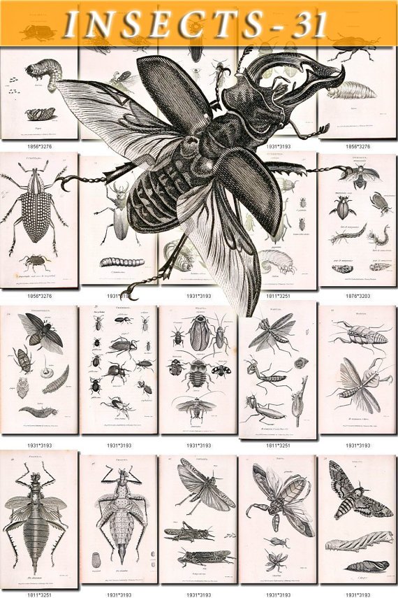 INSECTS-31-bw 163 black-, -white vintage print
