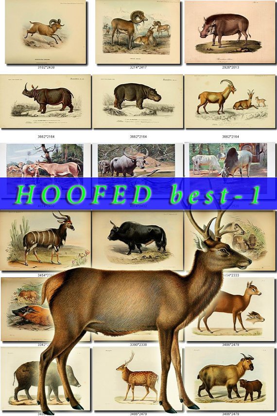 HOOFED BEST-1 UNGULATES Img. 95 most beautiful Artiodactyl Perissodactyl