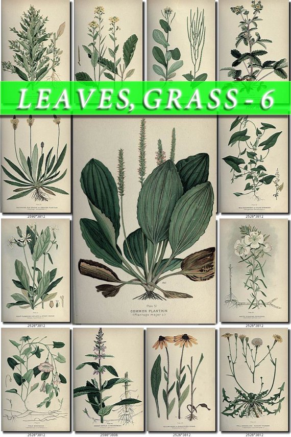 LEAVES GRASS-6 176 vintage print