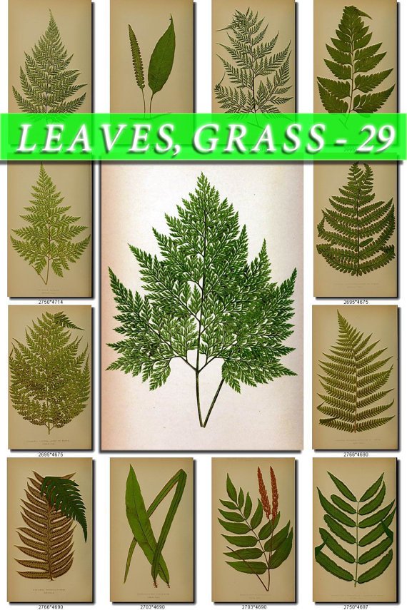 LEAVES GRASS-29 214 vintage print