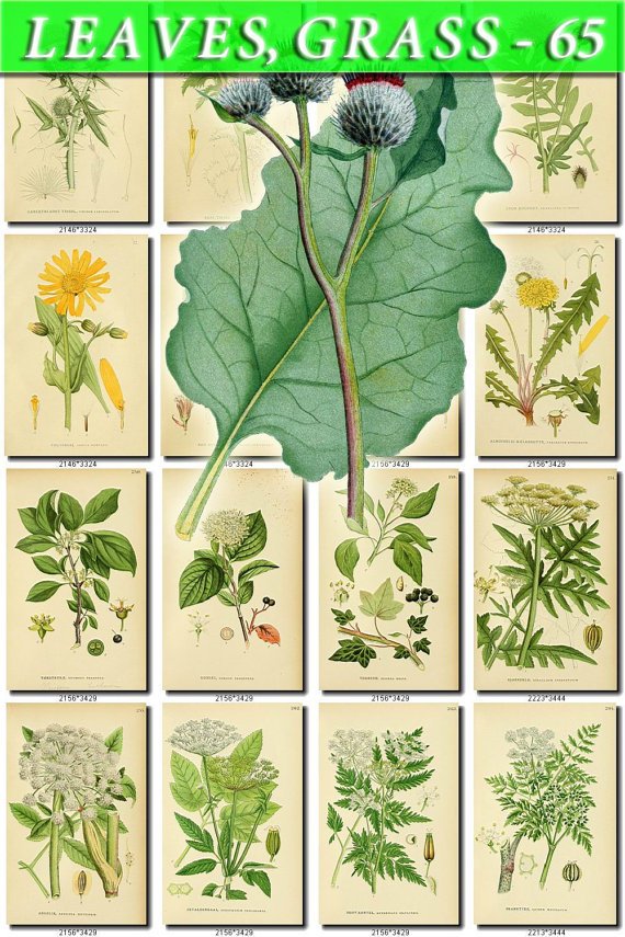 LEAVES GRASS-65 269 vintage print