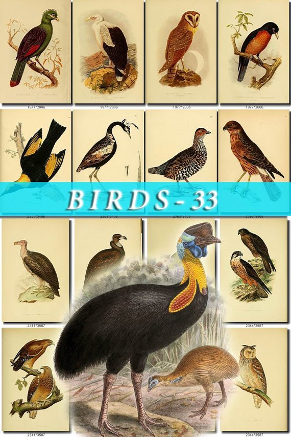 BIRDS-33 233 vintage print