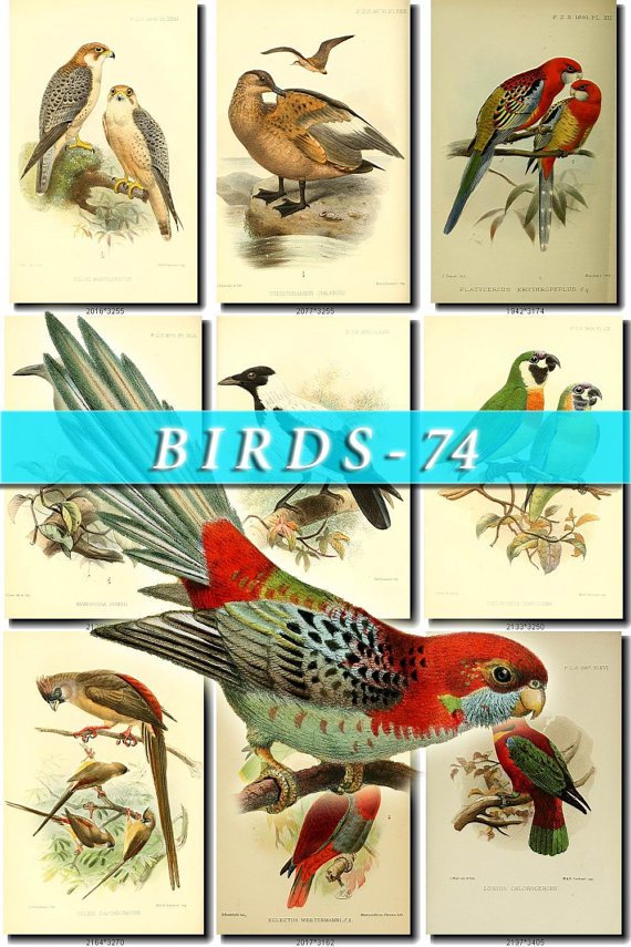 BIRDS-74 66 vintage print