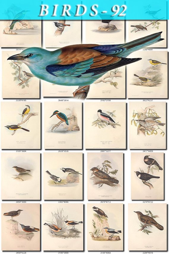 BIRDS-92 209 vintage print