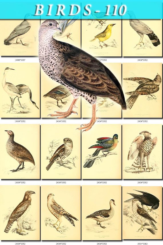 BIRDS-110 180 vintage print