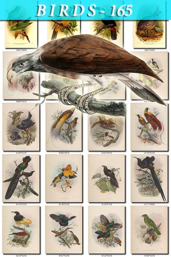 BIRDS-165 78 vintage print