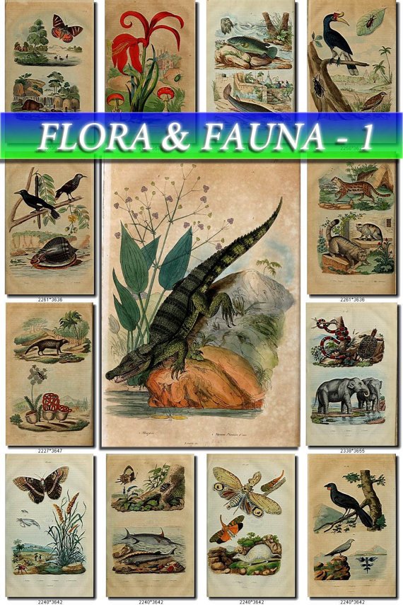 FLORA , FAUNA-1 210 vintage print