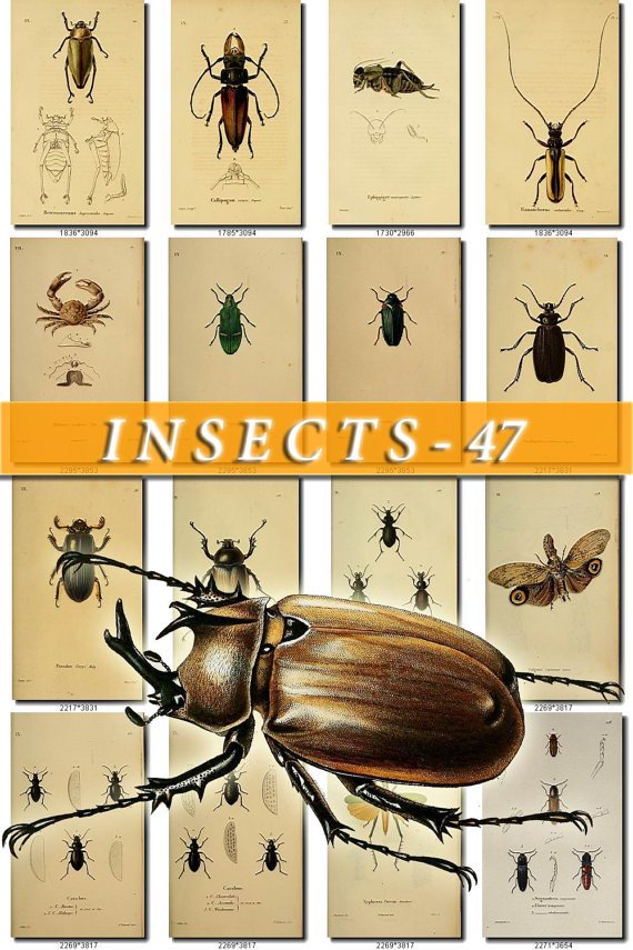 INSECTS-47 200 vintage print