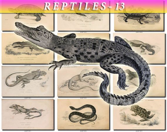 REPTILES & AMPHIBIAS-13-bw 52 black-, -white vintage print