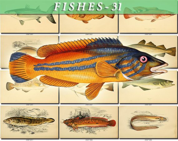 FISHES-31 127 vintage print