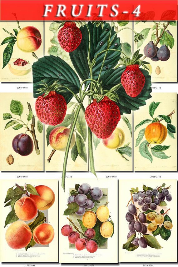 FRUITS VEGETABLES-4 114 vintage print
