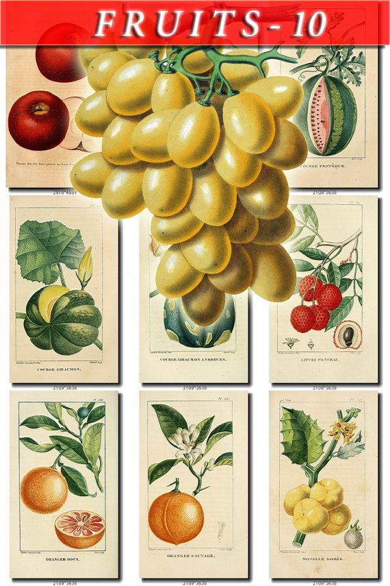 FRUITS VEGETABLES-10 52 vintage print