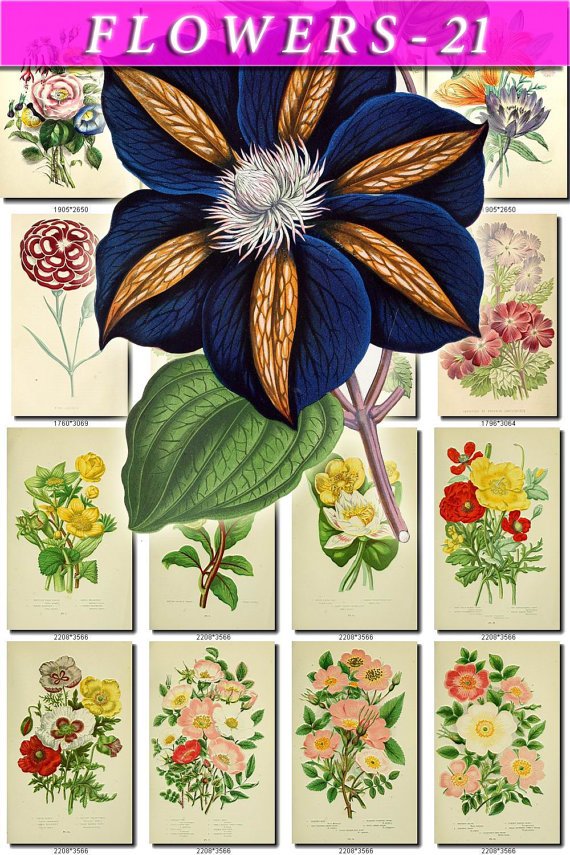 FLOWERS-21-b2 206 vintage print