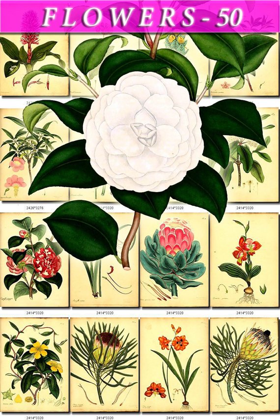 FLOWERS-50 144 vintage print