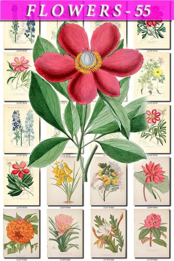 FLOWERS-55 118 vintage print