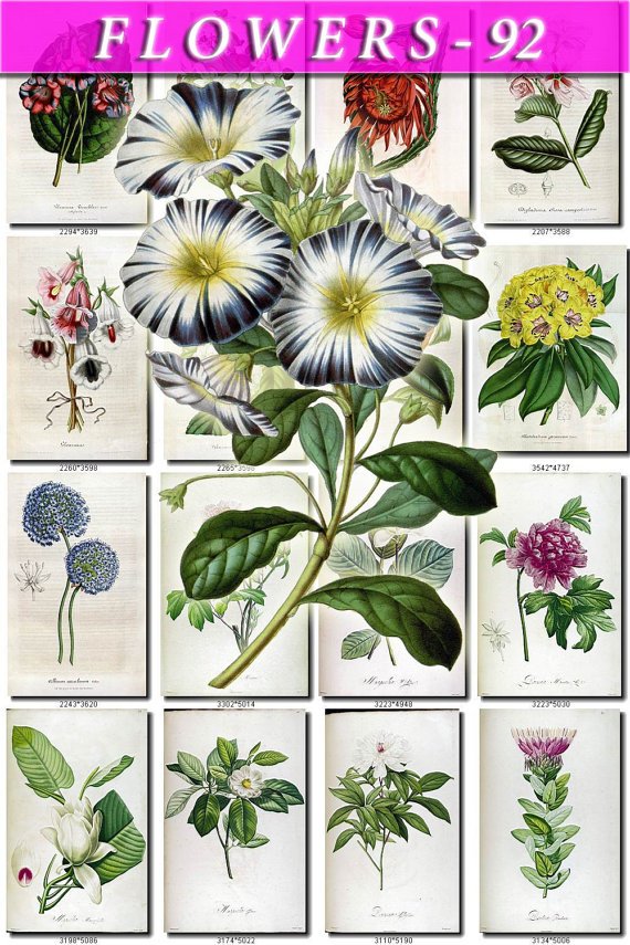 FLOWERS-92 250 vintage print