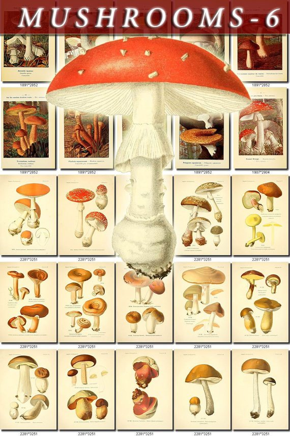 MUSHROOMS-6 276 vintage print