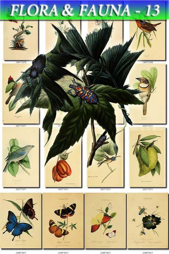 FLORA , FAUNA-13 203 vintage print