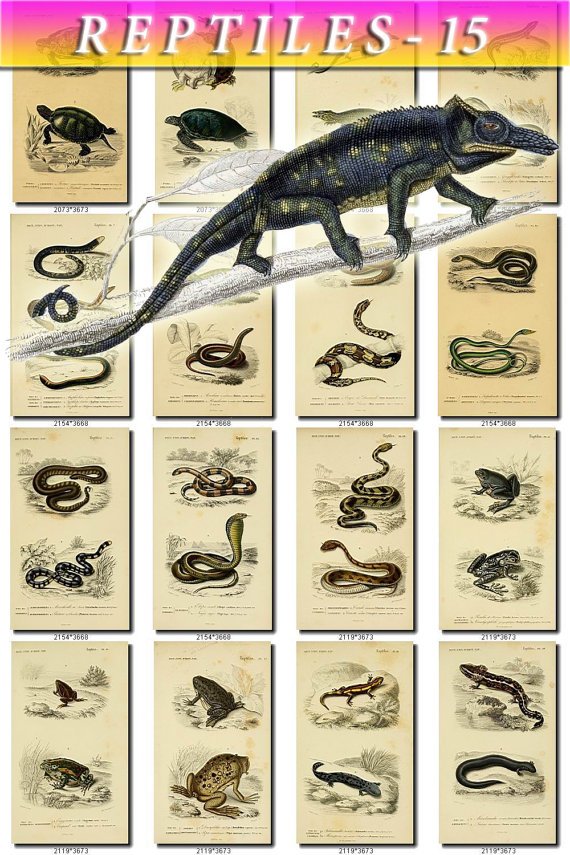 REPTILES & AMPHIBIAS-15 100 vintage print