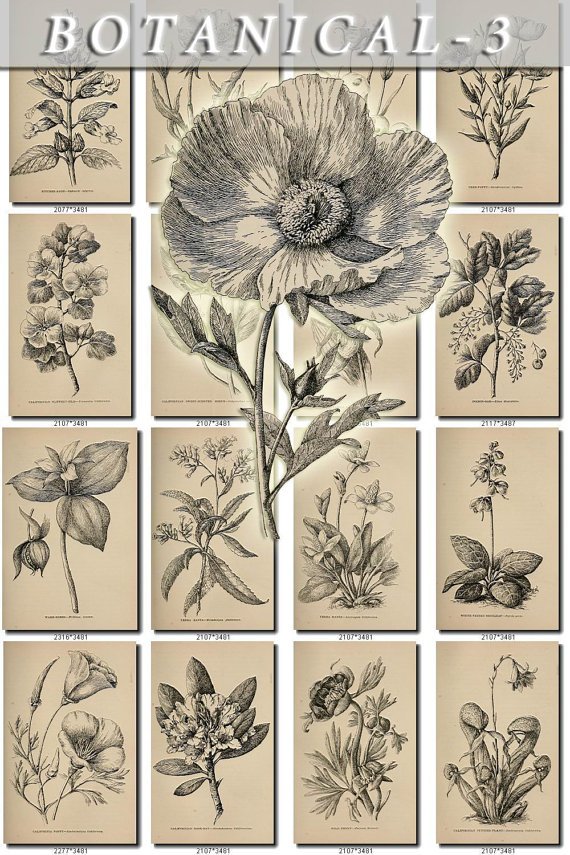 BOTANICAL-3-bw 496 black-, -white vintage print