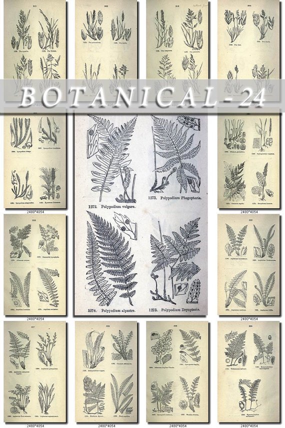 BOTANICAL-24-bw 320 black-, -white vintage print