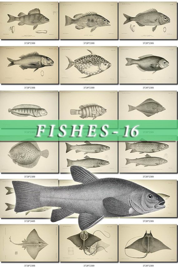 FISHES-16-bw 259 black-, -white vintage print