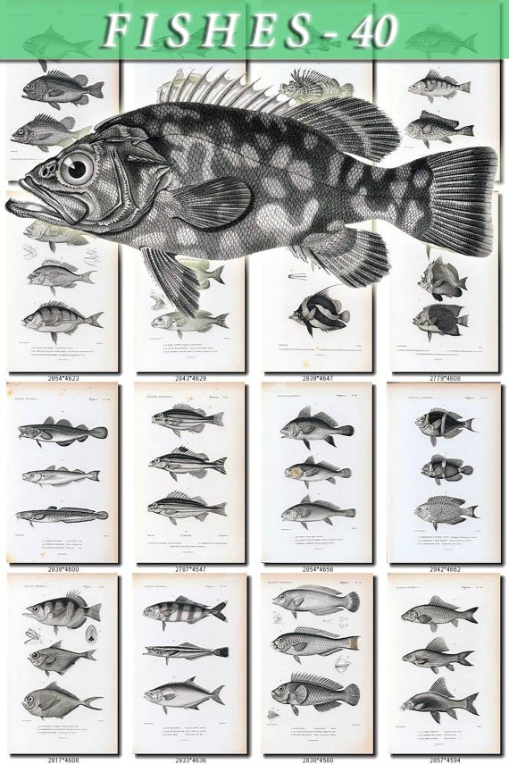 FISHES-40-bw 186 vintage print