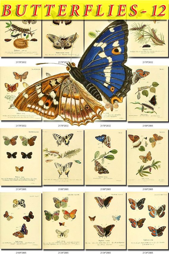 BUTTERFLIES-12 217 vintage print