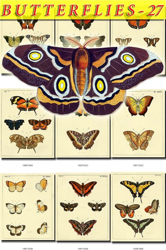BUTTERFLIES-27 74 vintage print