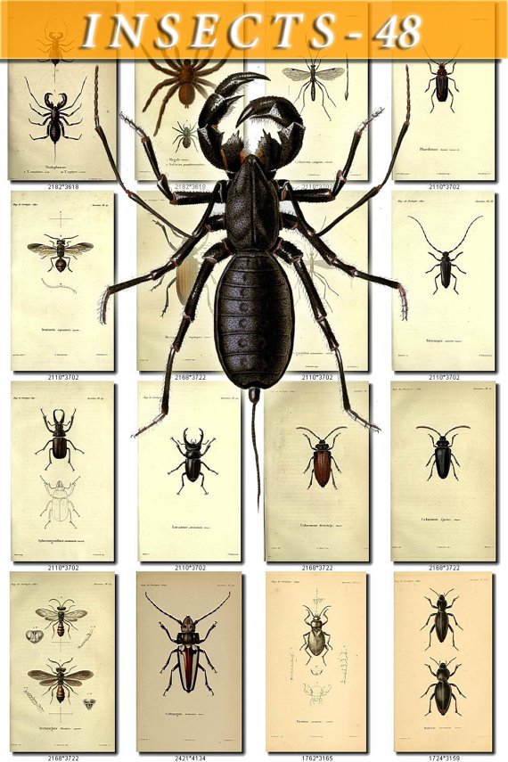 INSECTS-48 160 vintage print