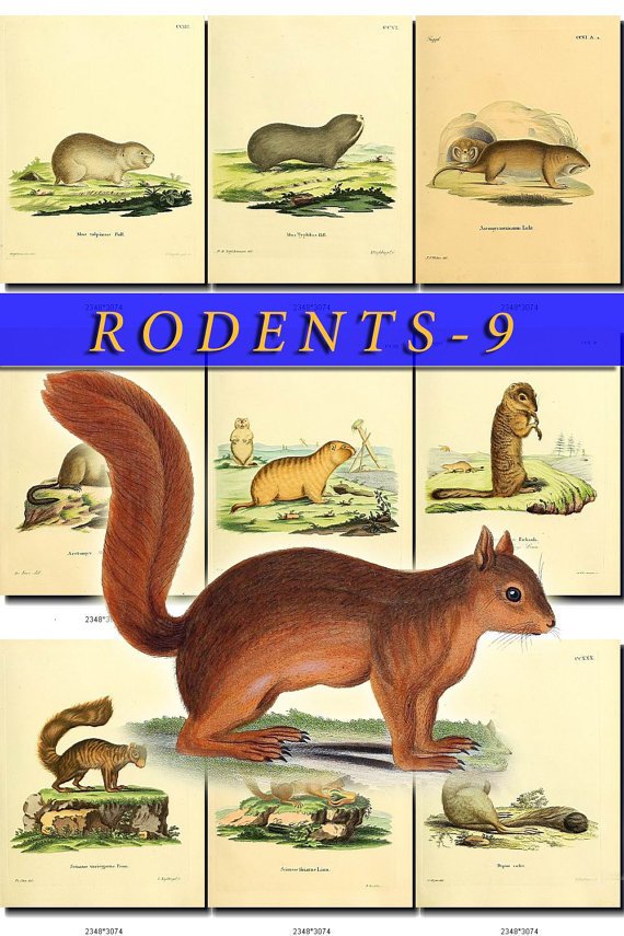 RODENTS-9 50 vintage print