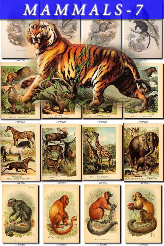MAMMALS-7 196 vintage print