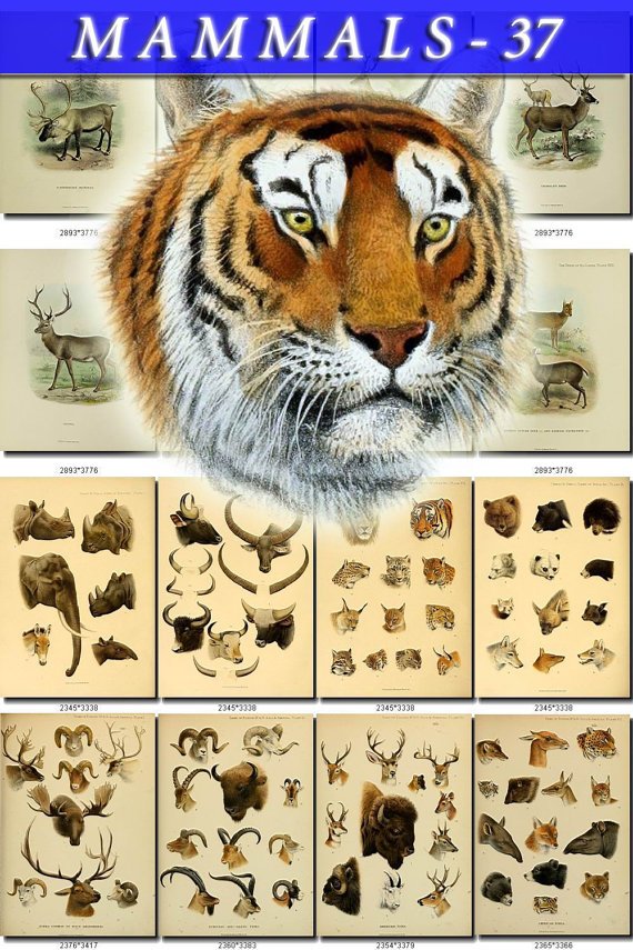 MAMMALS-37 349 vintage print