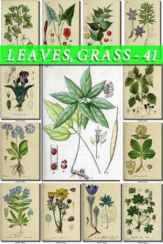 LEAVES GRASS-41 191 vintage print