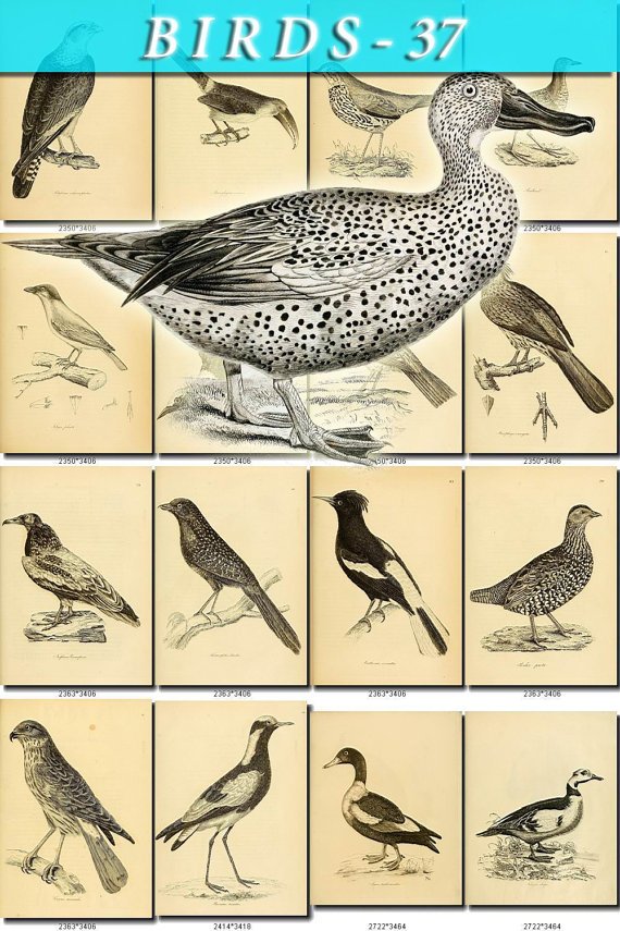 BIRDS-37-bw 237 black-, -white vintage print
