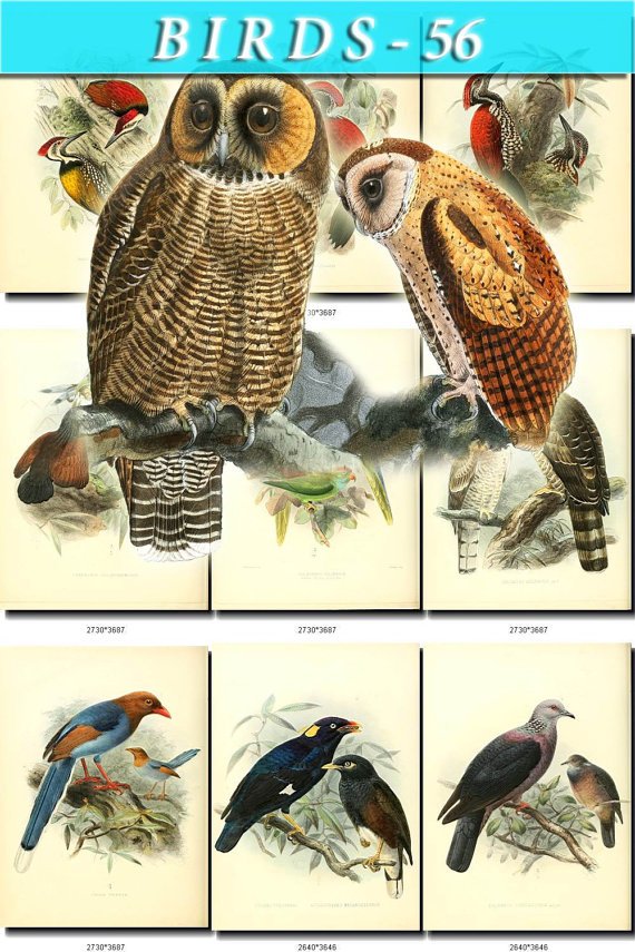 BIRDS-56 53 vintage print
