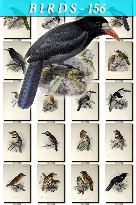 BIRDS-156 148 vintage print