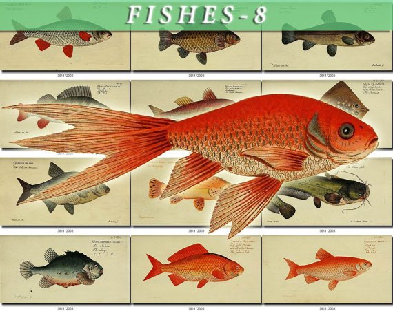 FISHES-8 256 vintage print