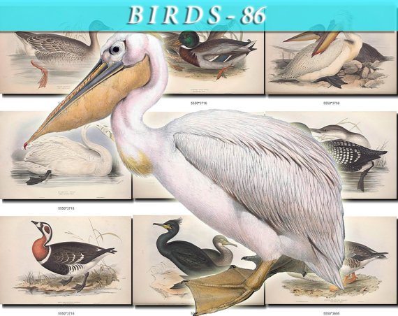 BIRDS-86 103 vintage print