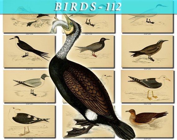 BIRDS-112 67 vintage print
