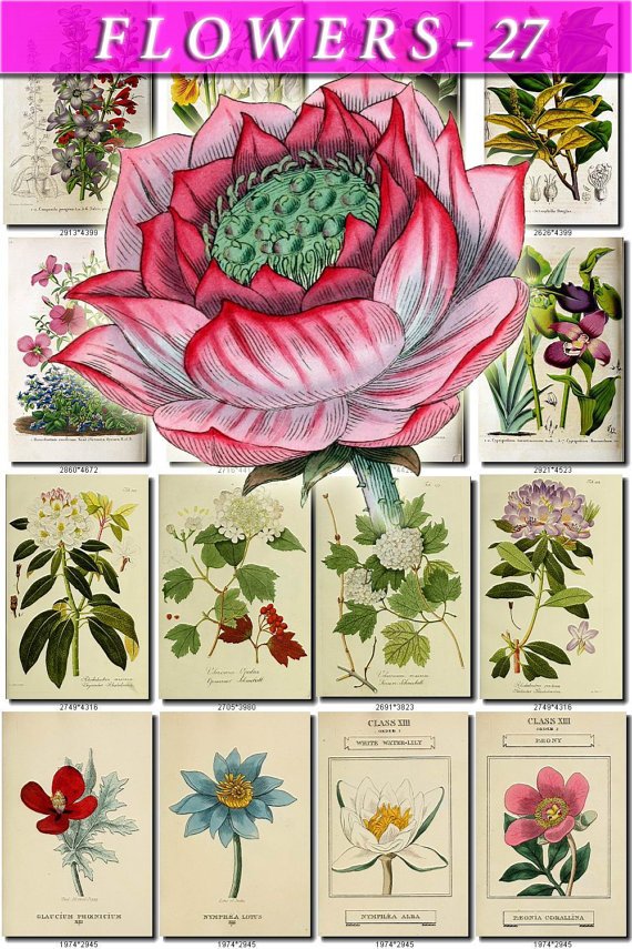 FLOWERS-27 76 vintage print
