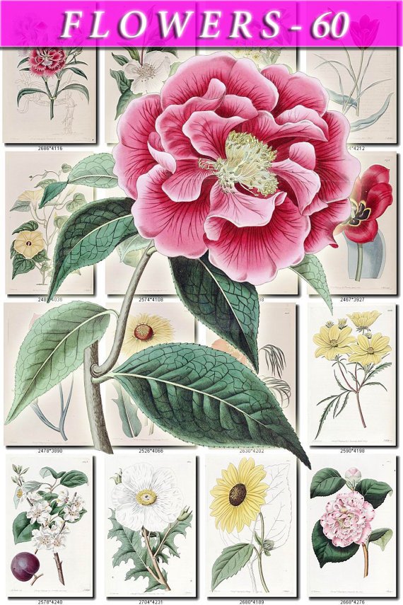 FLOWERS-60 263 vintage print