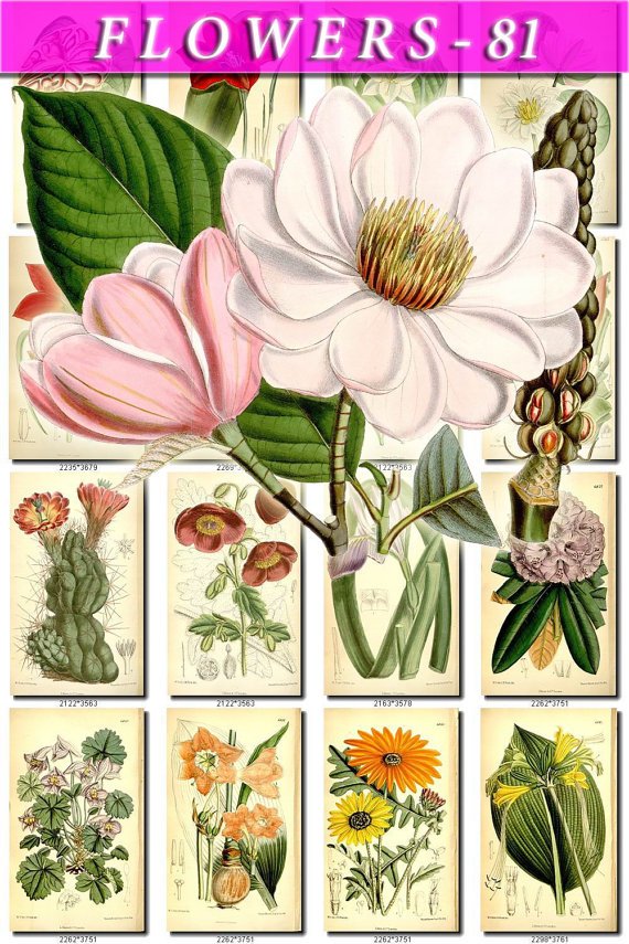 FLOWERS-81 242 vintage print