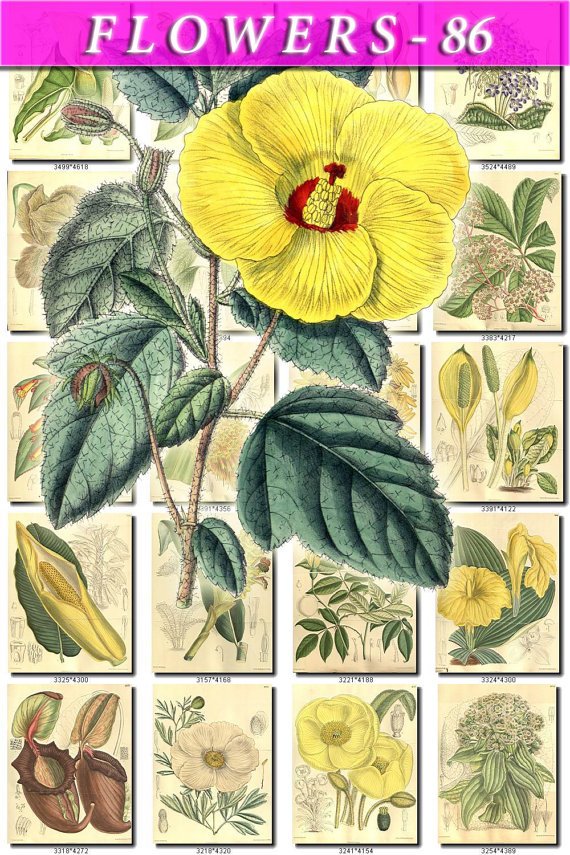 FLOWERS-86 240 vintage print