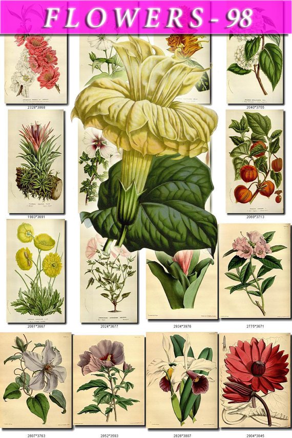 FLOWERS-98 275 vintage print
