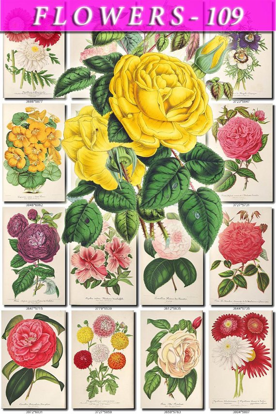 FLOWERS-109 250 vintage print