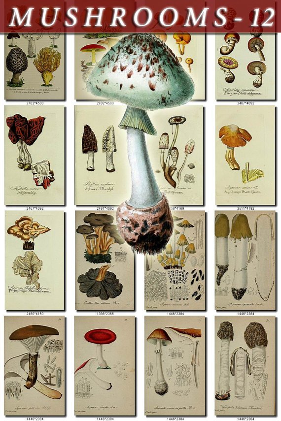 MUSHROOMS-12 292 vintage print