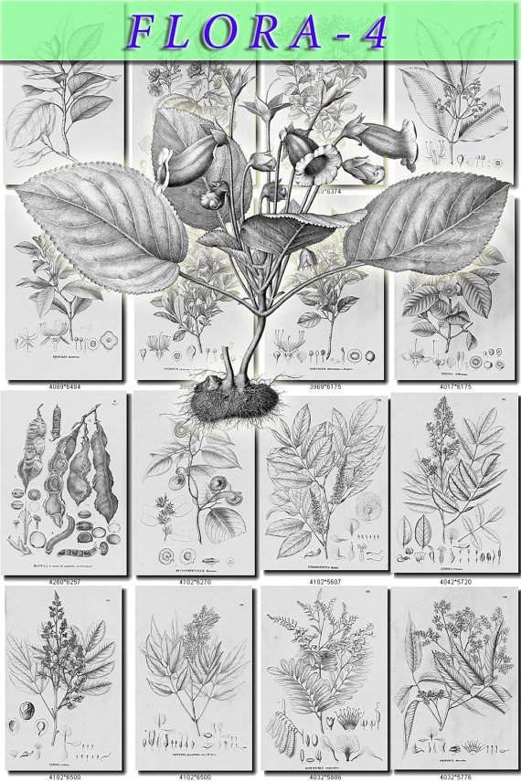 FLORA-4-bw 405 black-, -white vintage print