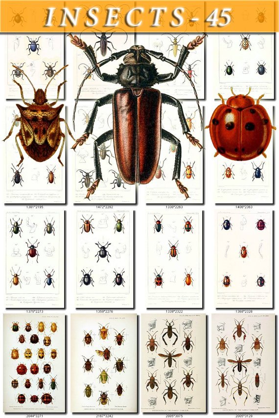 INSECTS-45 102 vintage print